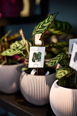 Bild von einer Pflanze bei Urban Gardeners
